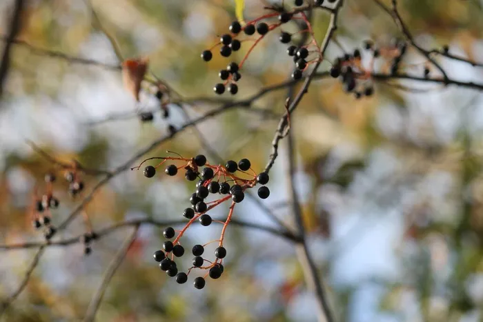 ОСЕНЬ В «ОБЪЕКТИВЕ»